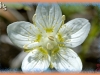 northern grass-of-parnassus/Marsh Grass-of-Parnassus