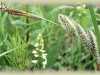 showy sedge/Northwestern Showy Sedge
