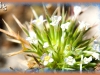 pin-cushion plant/Least Navarretia