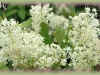 snowbrush ceanothus/Tobacco Ceanothus