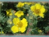 shrubby cinquefoil