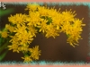 late goldenrod/Smooth Goldenrod