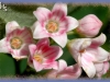 spreading dogbane