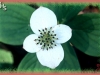 bunchberry/Dwarf Dogwood