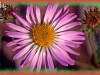 leafy-bracted aster