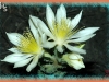 sand-lily/Ten-petal Stickleaf
