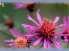 large northern aster/Great Northern Aster