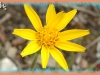 cordilleran arnica/Hairy Arnica
