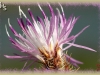 diffuse knapweed