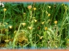nodding arnica