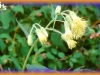 large-flowered brickellia/Tassel Flower