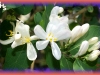 tatarian honeysuckle