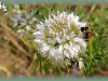 bee plant/Bee Spider-flower