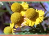 sneezeweed