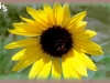 common annual sunflower