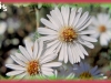creeping white prairie aster