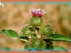 common burdock/Lesser Burdock