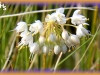 nodding onion