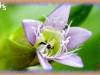 felwort/Northern Gentian