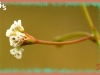 subalpine umbrellaplant/Sulphur-flower Buckwheat