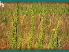 plains wormwood/Pacific Wormwood,