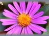 smooth aster