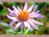 elegant aster/Engelmann's Aster