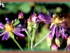 Lindley's aster