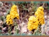 velvety goldenrod/Ground Goldenrod