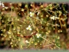broad-leaved water-plantain/Northern Water-plantain