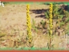 sticky goldenrod