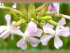 soapwort/Bouncing-bet