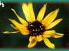 rhombic-leaved sunflower/Stiff Sunflower