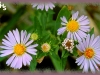 western willow aster/Panicled Aster