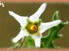 wild tomato/Cutleaf Nightshade