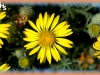 golden aster/Hairy False Goldenaster