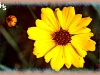 common tickseed/Golden Tickseed