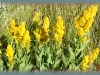 stiff goldenrod/Prairie Goldenrod