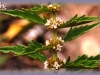 American water-horehound/American Bugleweed