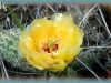 prickly-pear/Panhandle Prickly-pear