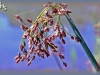 common great bulrush/Softstem Bulrush