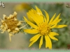 spiny ironplant/Spiny Goldenaster