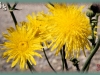 perennial sow-thistle/Field Sowthistle