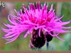 spotted knapweed/Spotted Star-thistle