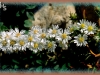 tufted white prairie aster/White Heath Aster,