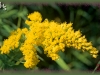 low goldenrod/Missouri Goldenrod