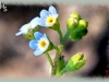 small forget-me-not/