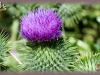 bull thistle