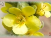 common mullein