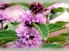 wild mint